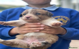 Border Collie dogs for sale: Stunning Welsh Sheepdog Pups Available  - Image 8