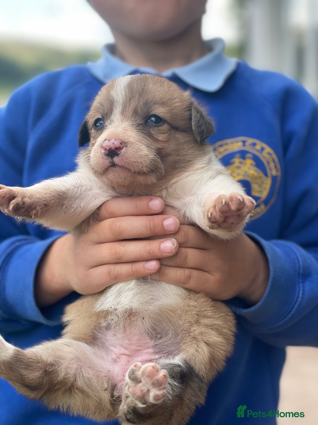 Border Collie dogs for sale: Stunning Welsh Sheepdog Pups Available  - Image 8
