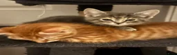 American Shorthair cats for sale: Ginger & tabby male for sale please read descripti - Advert 15