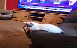 Mixed Breed cats for sale: Two gorgeous kittens for sale - Image 2