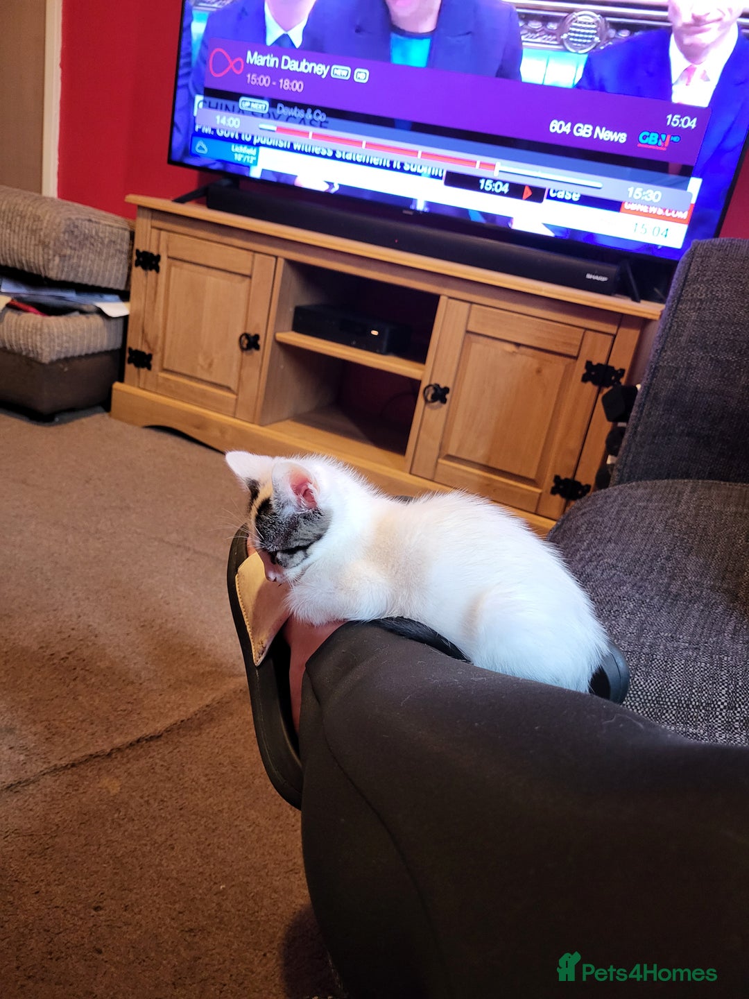 Mixed Breed cats for sale: Two gorgeous kittens for sale - Image 2