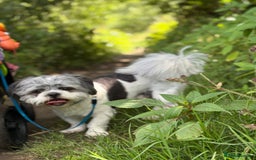 Shih Tzu dogs for sale: Teddy the shihtzu looking for good home  - Image 18