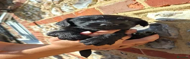 Cocker Spaniel 3