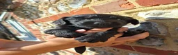 Cocker Spaniel dogs for sale: Cocker spaniel puppies - Advert 7