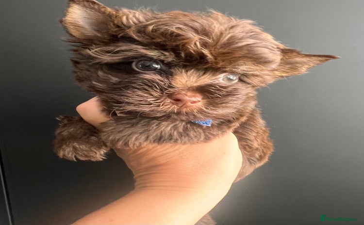 Yorkshire Terrier dogs - Advert 1