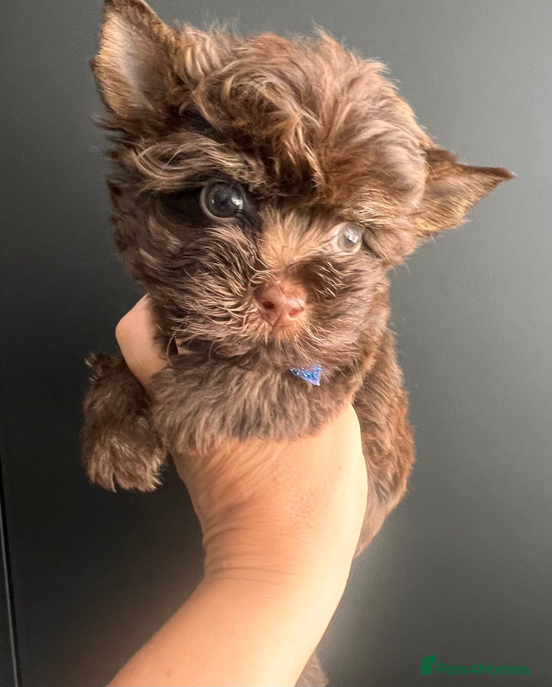 Yorkshire Terrier dogs for sale: 🤎 Chocolate Treasures🤎1 Boy available  - Image 3