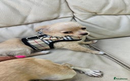 Chihuahua dogs for sale: Chihuahua long haired xs - Image 2