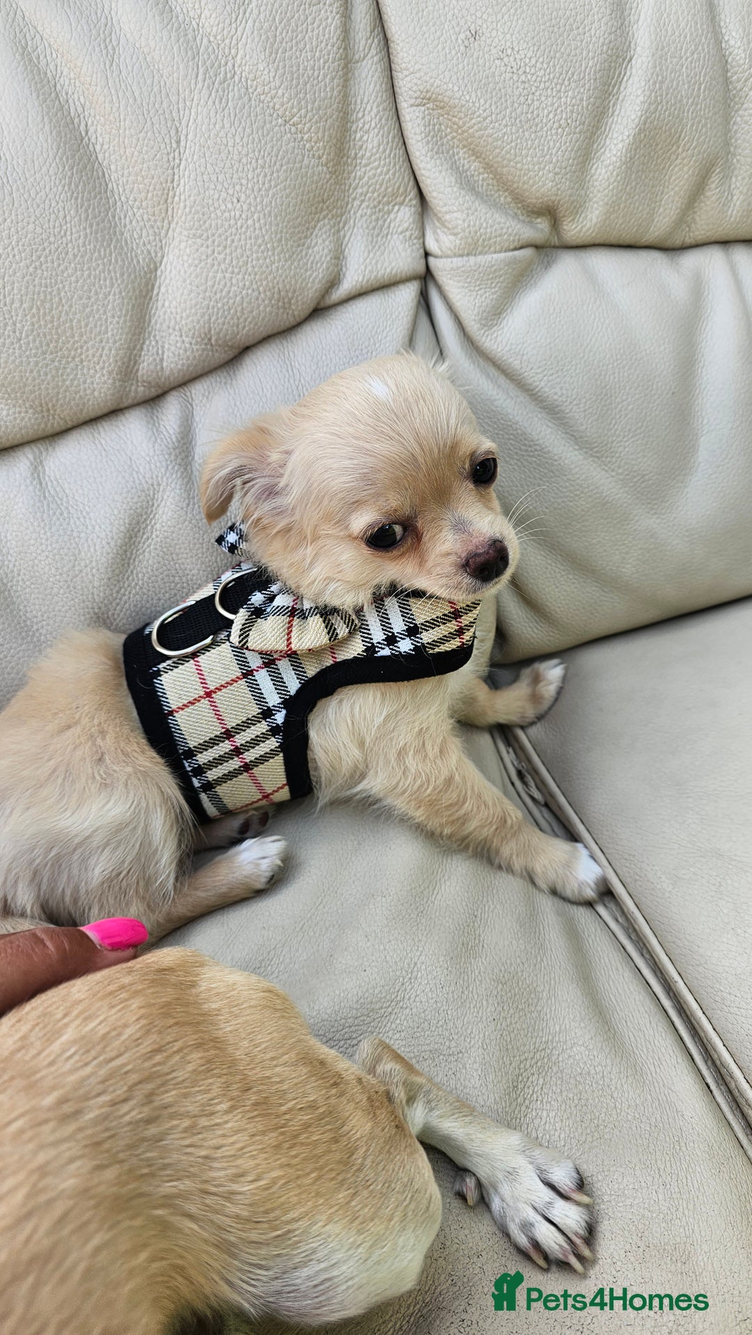 Chihuahua dogs for sale: Chihuahua long haired xs - Image 2