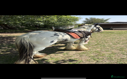 Irish Cob horses for sale: beautiful kids pony project ❤️ - Image 9