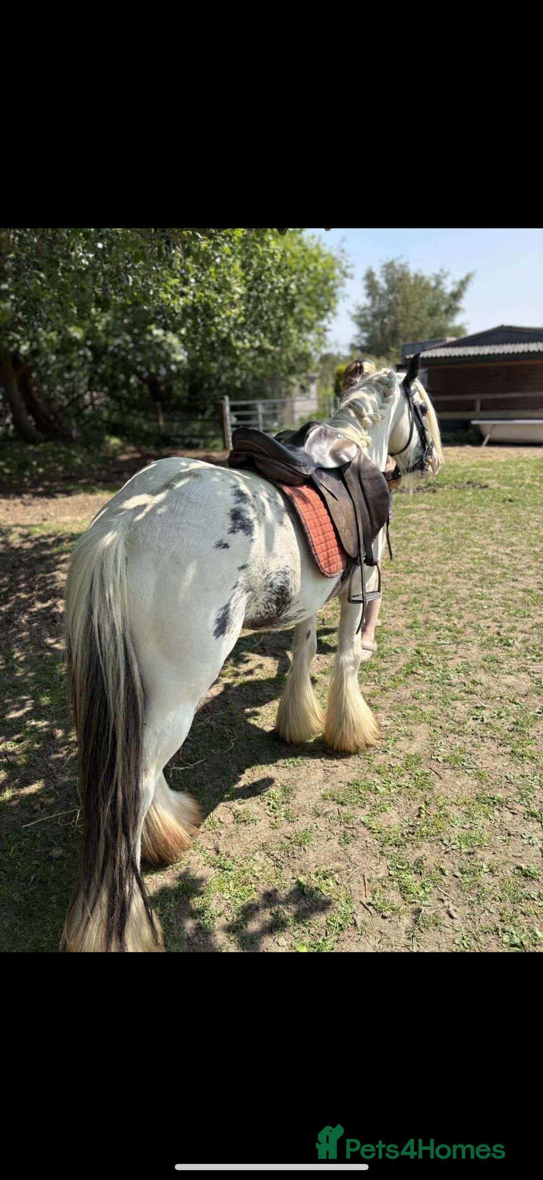 Irish Cob horses for sale: beautiful kids pony project ❤️ - Image 9