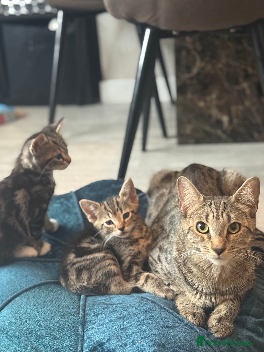 Bengal cats for sale: 🐾 Half Bengal Mix Kittens for Sale 🐾 - Image 2