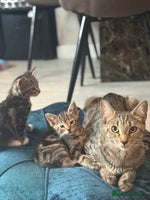 Bengal cats - Advert 14