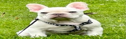 French Bulldog dogs for stud: Quality Lilac Fawn Quad Proven Stud(NW/UK) in Chesterfield - Advert 26