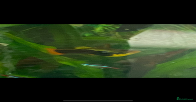 Platies fish - Advert 2