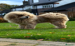 Tibetan Mastiff dogs for sale: Chinese Tibetan mastiff pups  - Image 15