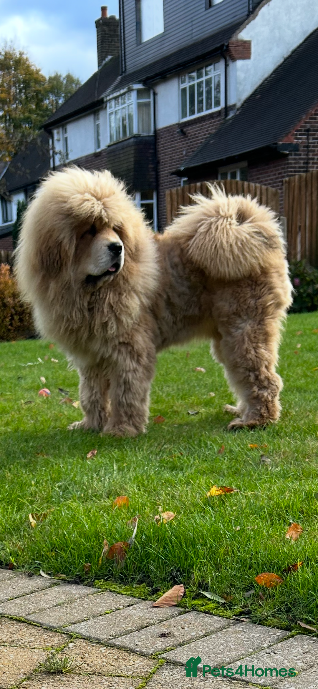 Tibetan Mastiff dogs for sale: Chinese Tibetan mastiff pups  - Image 15