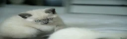 British Shorthair cats for sale: 💙 STUNNING Blue Colourpoint BSH kittens 💙 - Advert 10