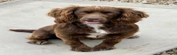 Cocker Spaniel dogs for sale: KC Reg Cocker Spaniel Pups Full DNA 5⭐️ Licensed  - Advert 18
