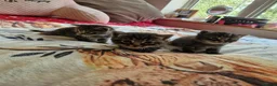 British Shorthair cats for sale: Stunning kittens ready soon  - Advert 7