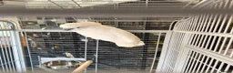 Cockatoo birds for sale: Umbrella cockatoo in Shildon - Advert 1