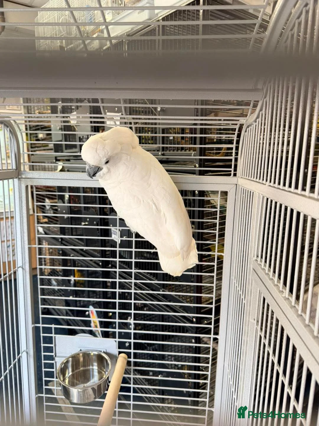Cockatoo birds for sale: Umbrella cockatoo in Shildon - Advert 1