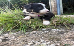 Bearded Collie dogs for sale: 🚨3/4 BEAUTIFUL BEARDIE PUPPIES 🚨 - Image 26