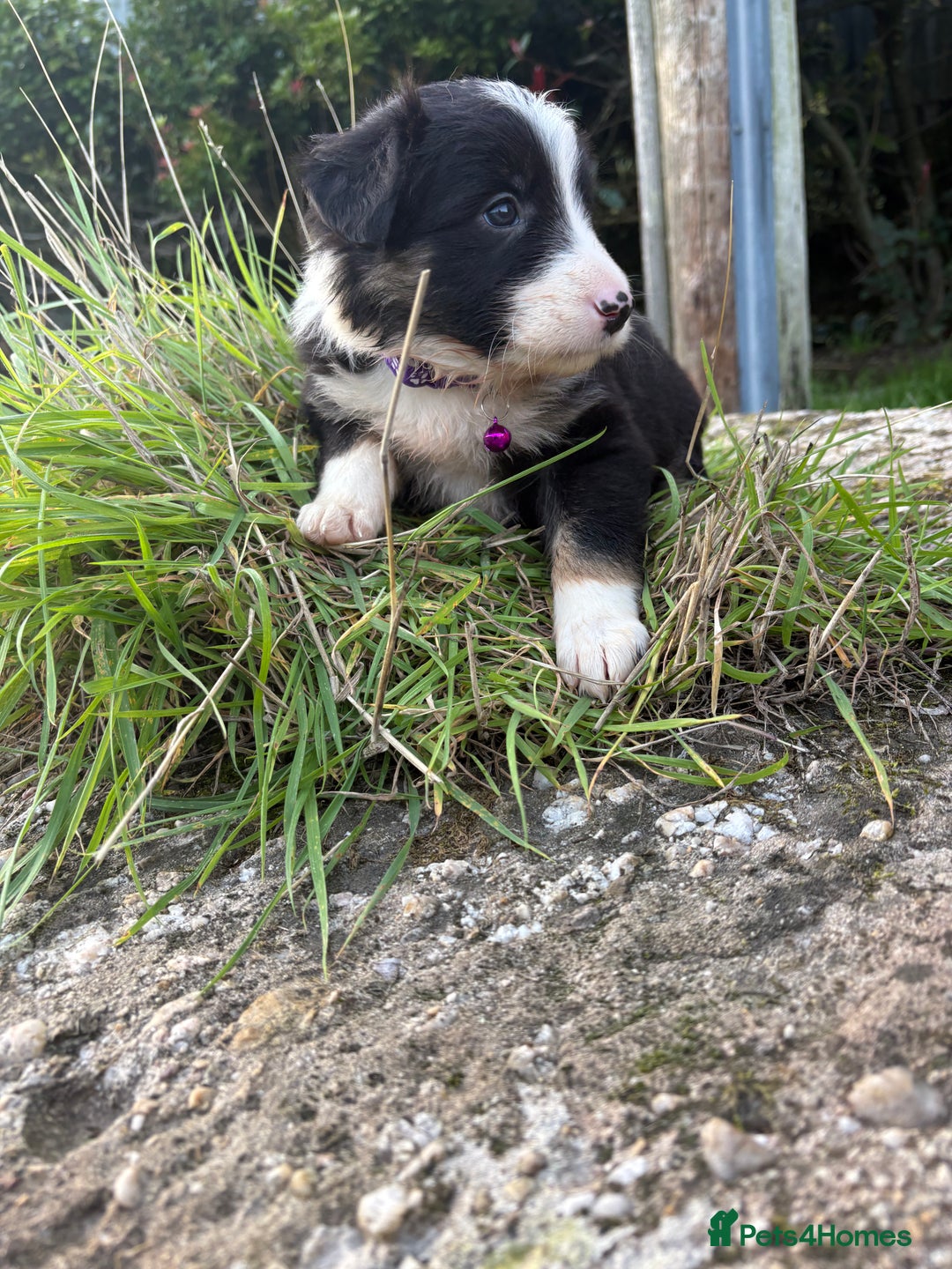 Bearded Collie dogs for sale: 🚨3/4 BEAUTIFUL BEARDIE PUPPIES 🚨 - Image 26