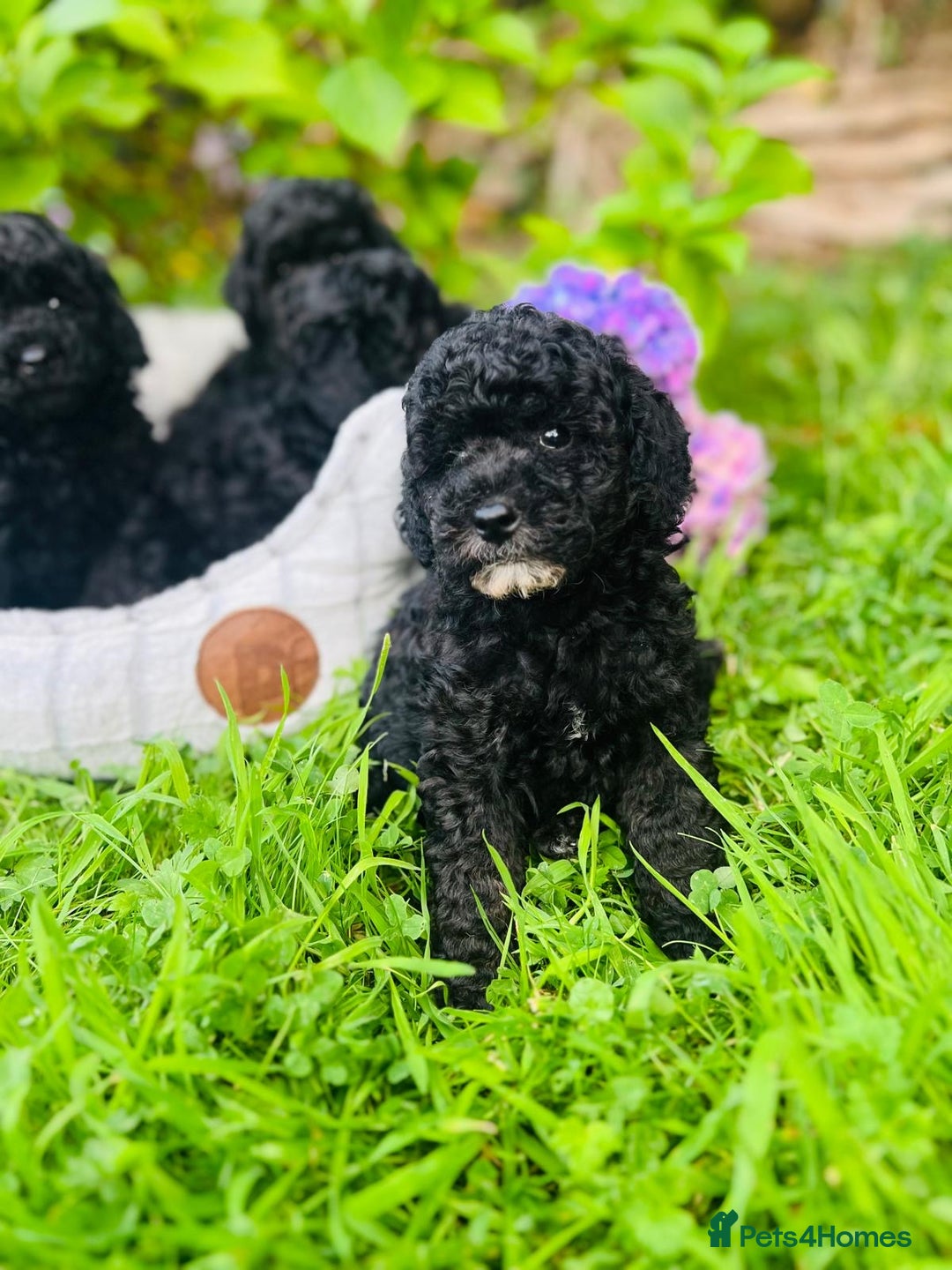 Cavapoo dogs for sale: Cavapoo  - Image 4