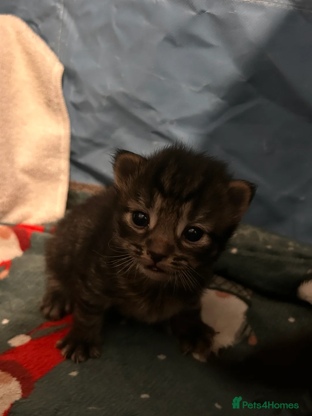 Mixed Breed cats for sale: Black Calico Tabby X American Wirehair Tabby - Advert 8