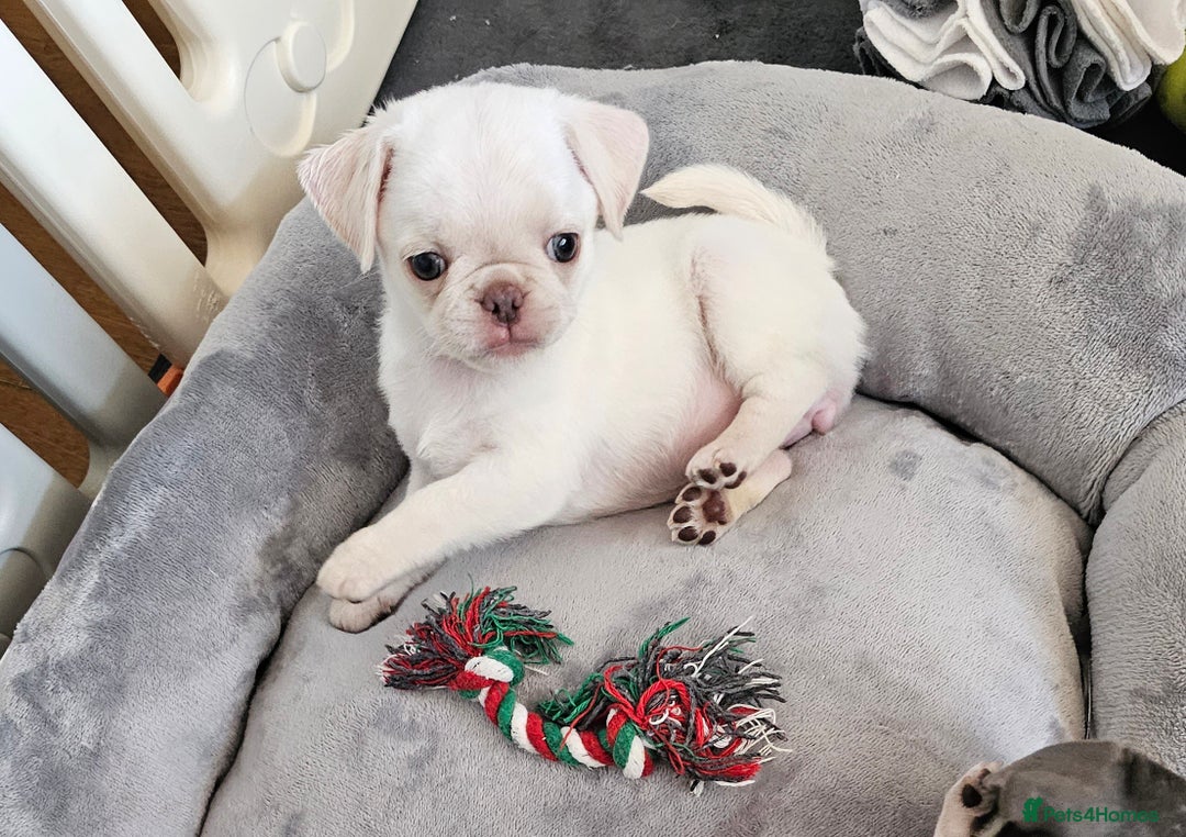 Pug dogs for sale: Last Boy reduced 😍 Lilac & Tan wrapped in Cream - Image 14
