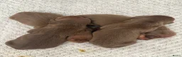 Miniature Dachshund dogs for sale: Choc n tan miniature dachshunds  - Advert 10