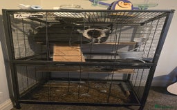 Chinchilla rodents for sale: Chinchilla for rehome  - Image 4
