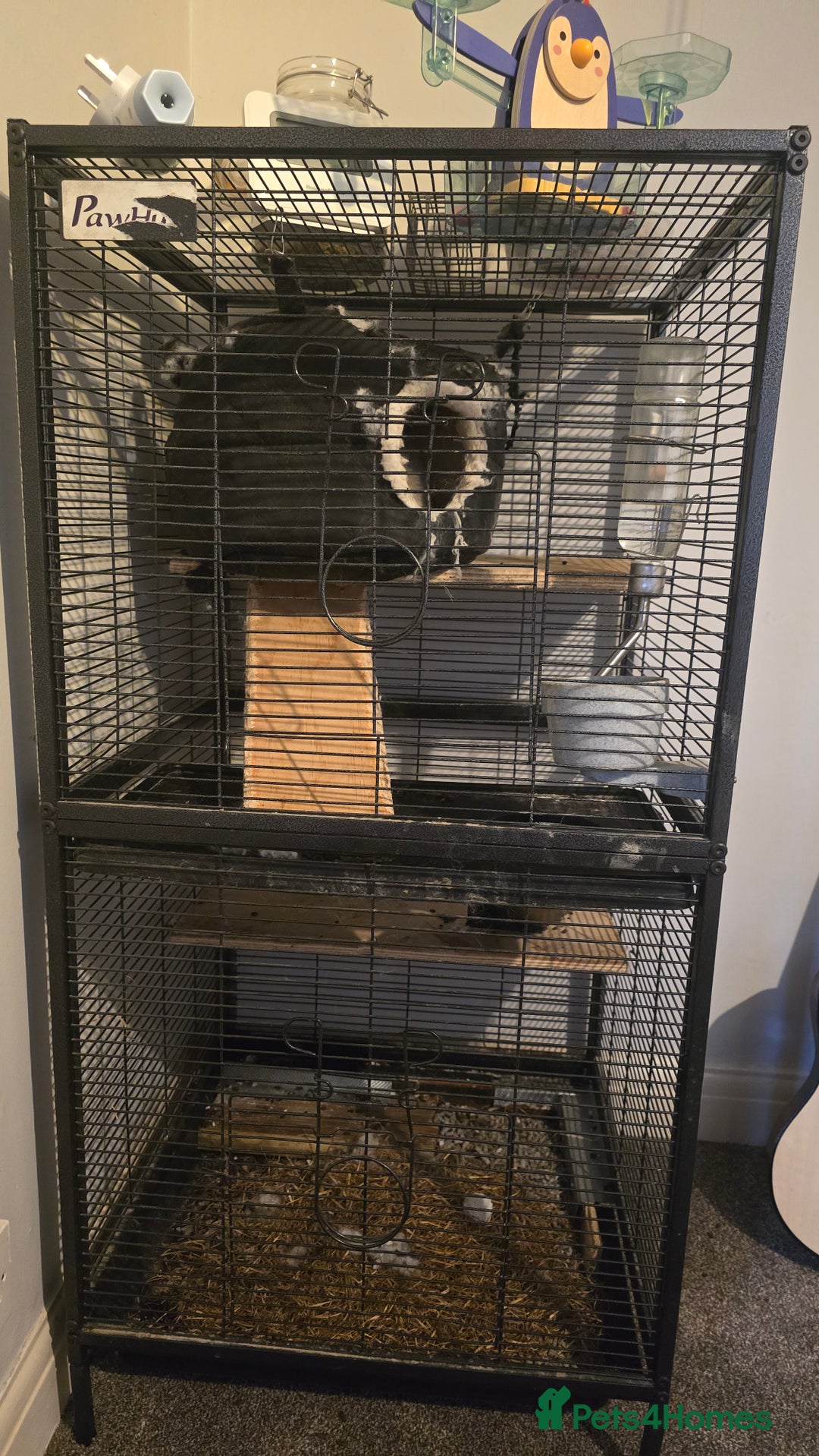 Chinchilla rodents for sale: Chinchilla for rehome  - Image 4