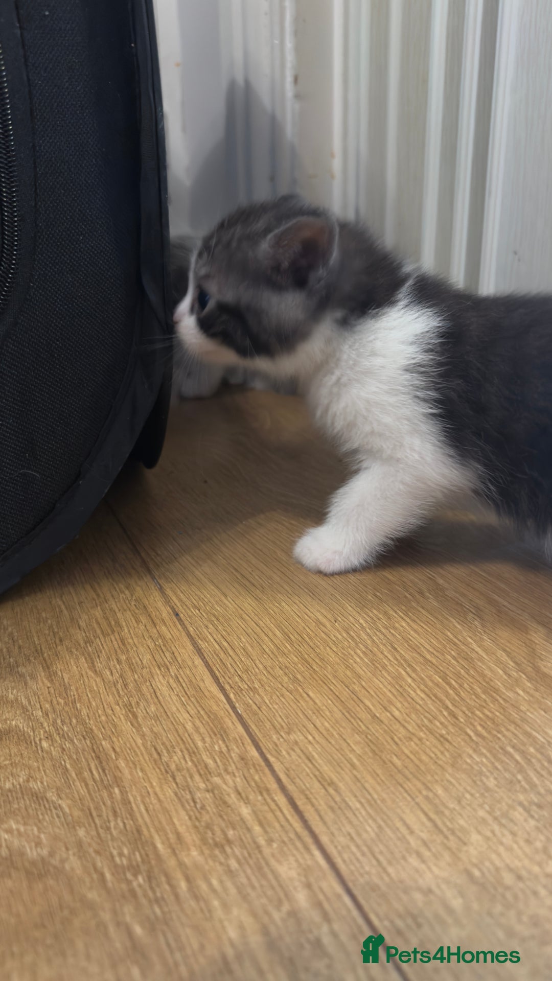 Brazilian Shorthair cats for sale: Half British shorthair  - Image 3
