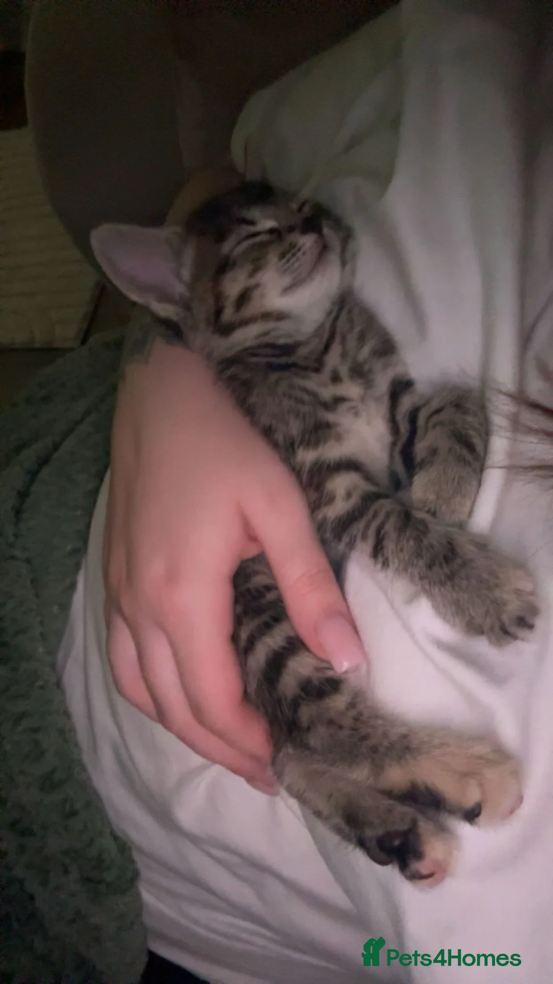 Mixed Breed cats for sale: 2 kittens for sale  in Hull - Advert 2