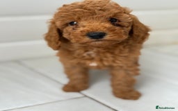 Maltipoo dogs for sale: Quality Korean maltipoos - Image 5
