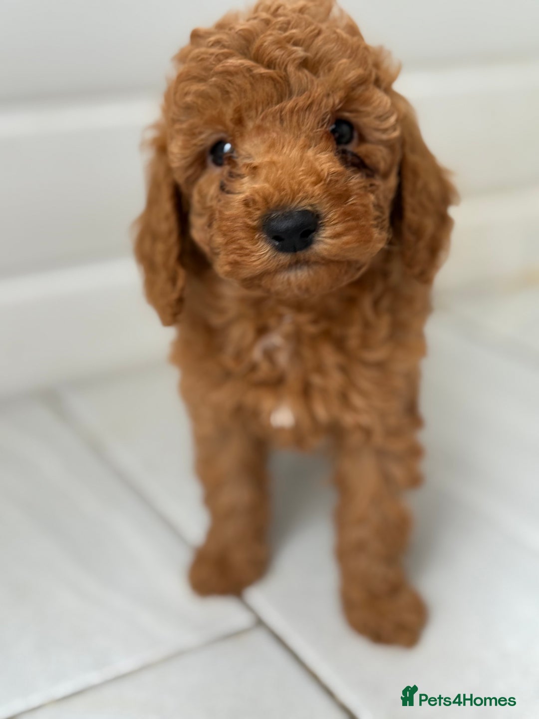 Maltipoo dogs for sale: Quality Korean maltipoos - Image 5