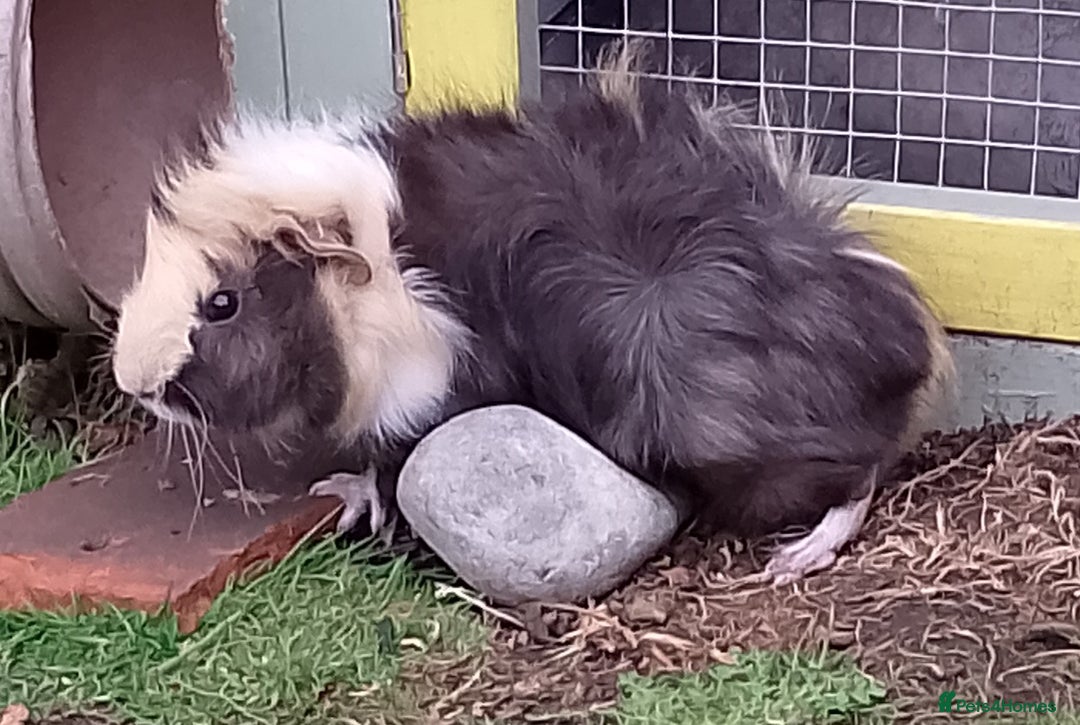 Guinea Pig rodents for sale: Beautiful baby boy  - Image 10