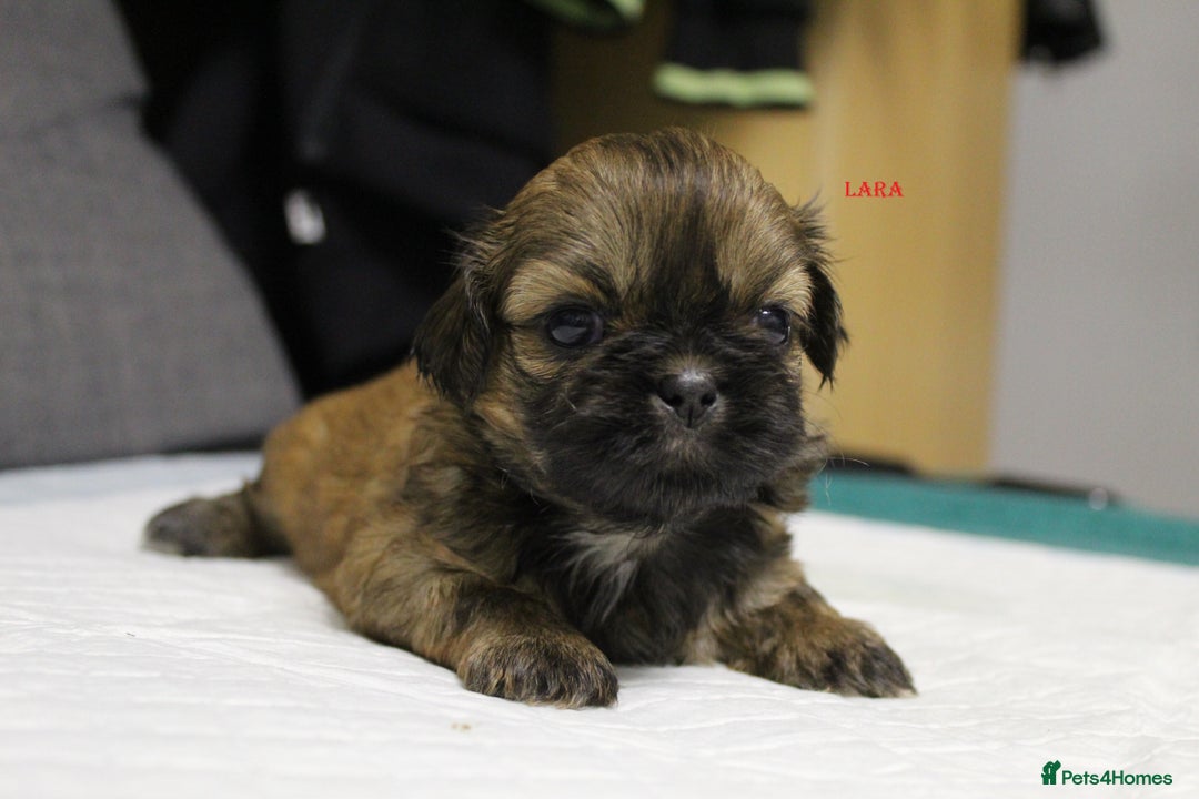 Shih Tzu dogs for sale: LOVELY SHIH TZU PUPPIES  - Image 4