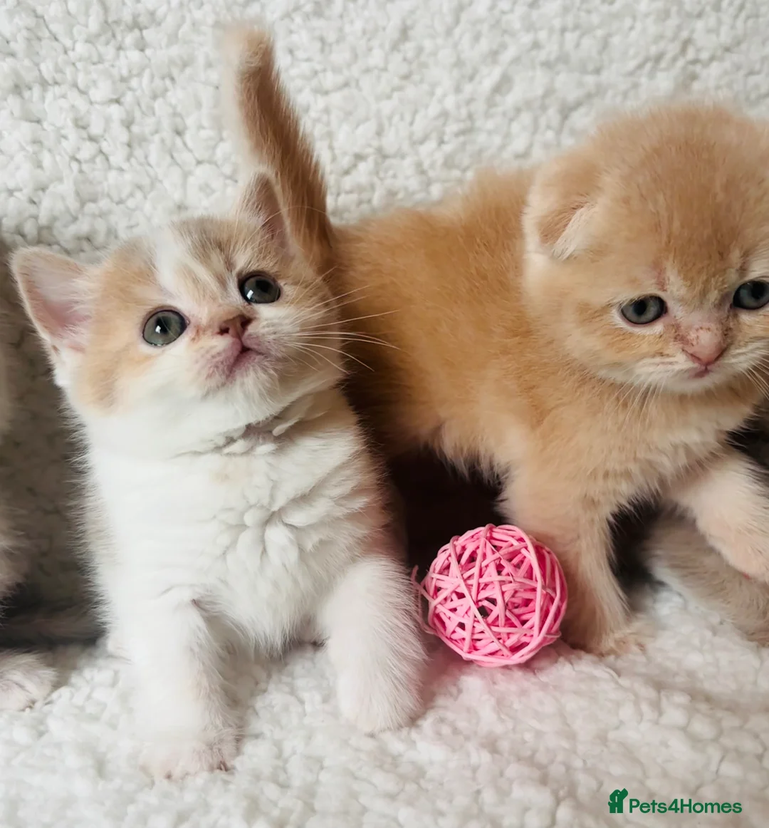 Scottish Fold cats for sale: Pedigree Adorable Scottish Fold Kittens  - Advert 17