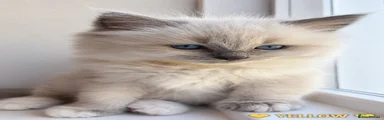 Ragdoll 3