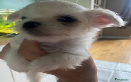 Chihuahua dogs for sale: Two white Chihuahua puppies  - Image 11