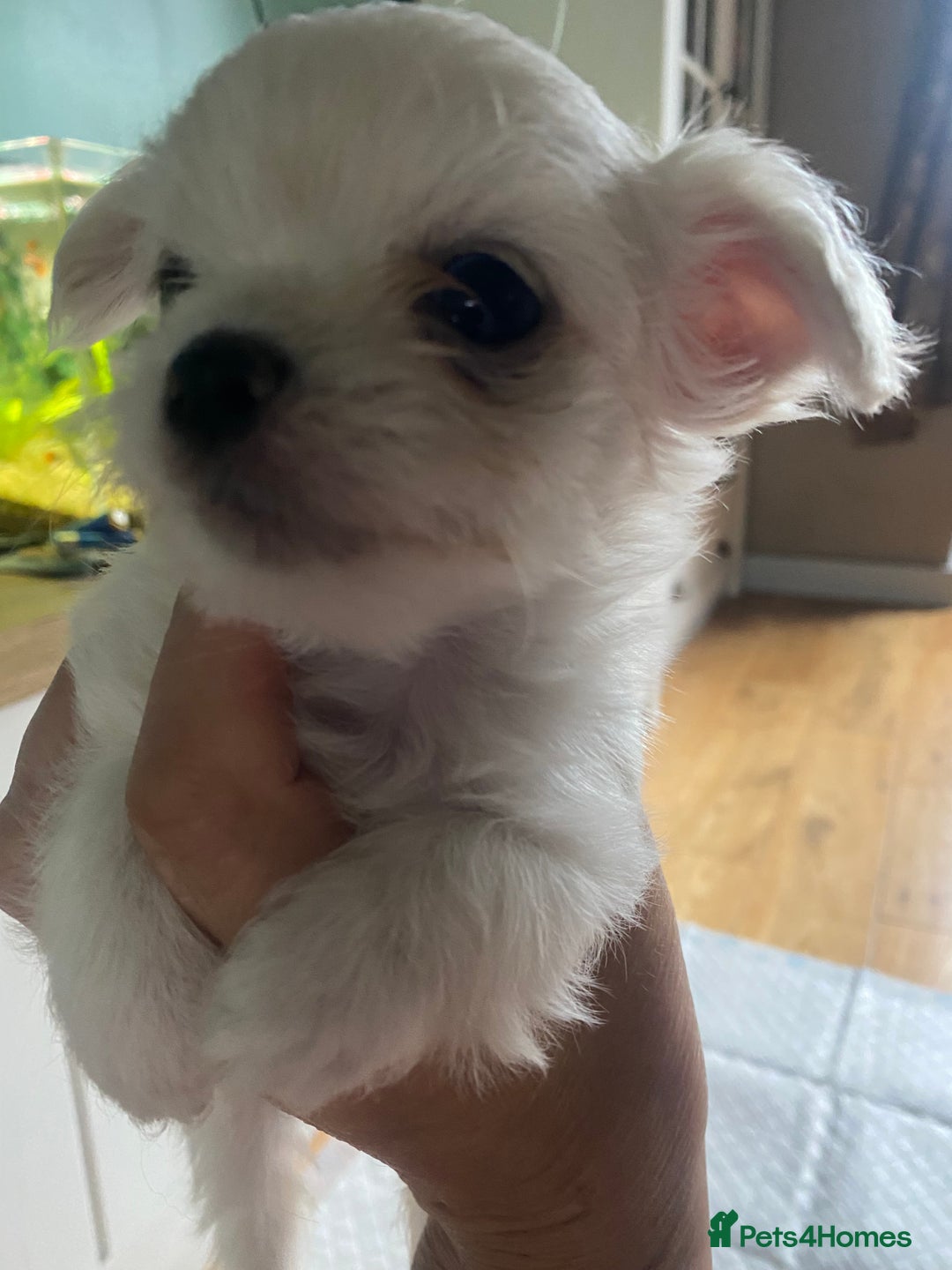 Chihuahua dogs for sale: Two white Chihuahua puppies  - Image 11