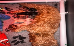 Cockapoo dogs for sale: Beautiful mixed Merle F2B Cockapoos  - Image 3