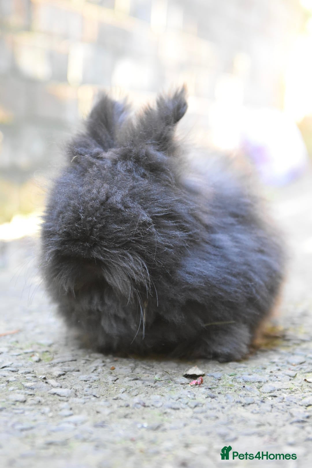 Lionhead rabbits ⭐️ Baby Angora x Lionheads looking for new home ⭐️ - Advert 2