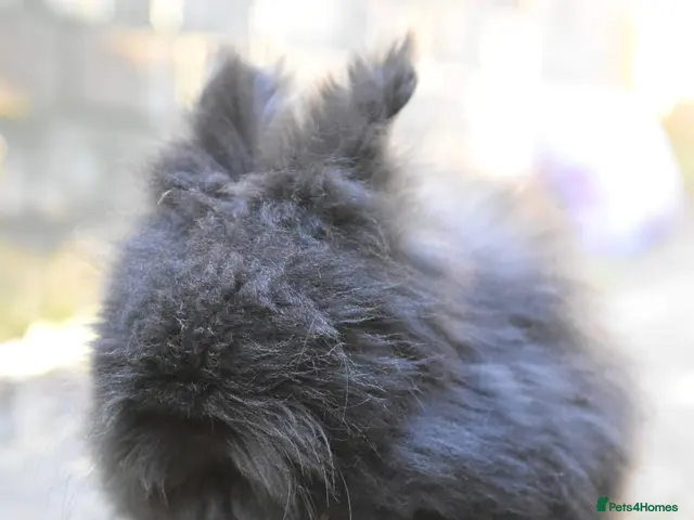 Lionhead rabbits for sale: ⭐️ Baby Angora x Lionheads looking for new home ⭐️ - Advert 2