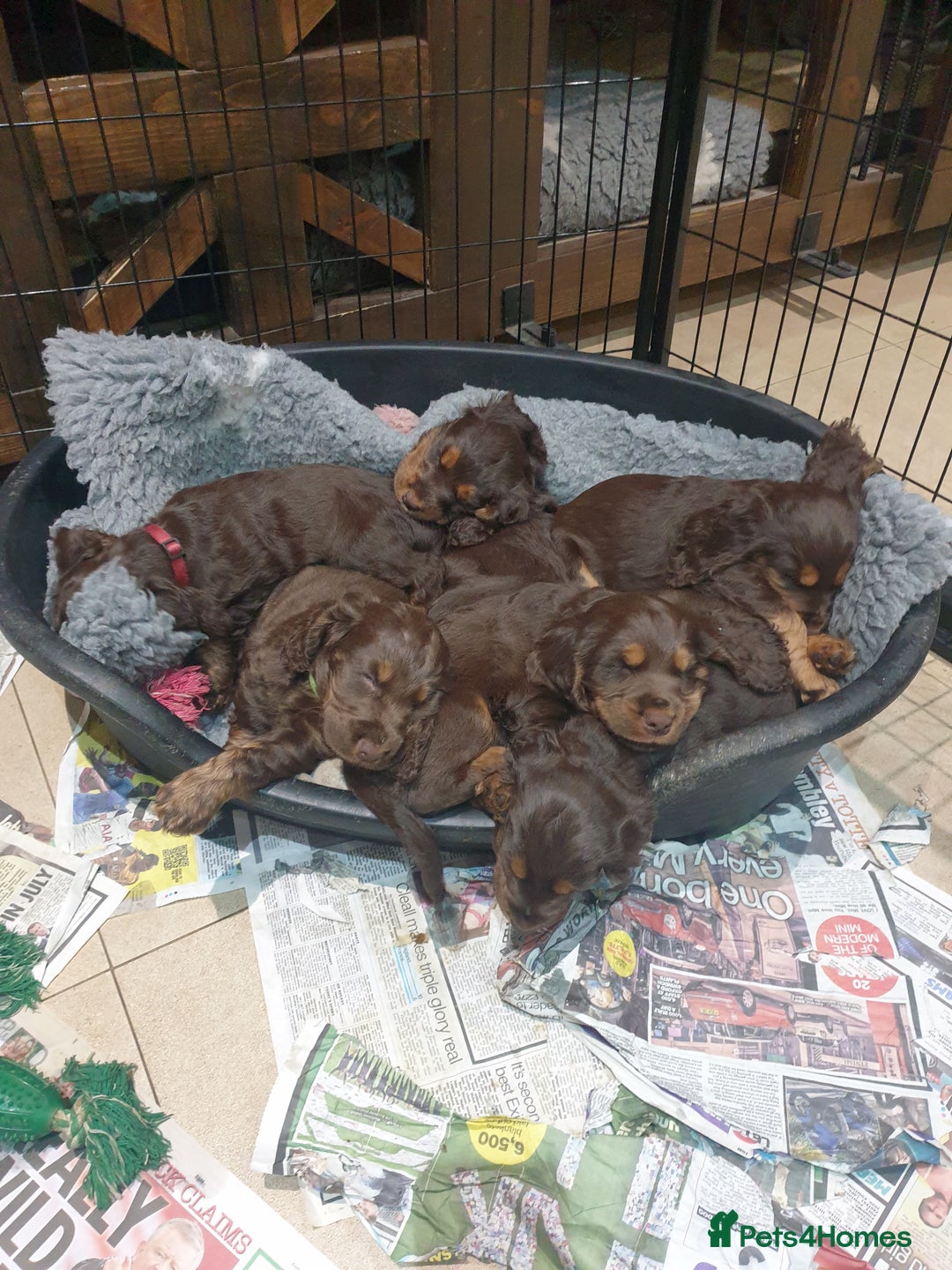 Cocker Spaniel dogs for stud: SHOW COCKER SPANIEL 🐕 health tested stud  in Brentwood - Advert 19