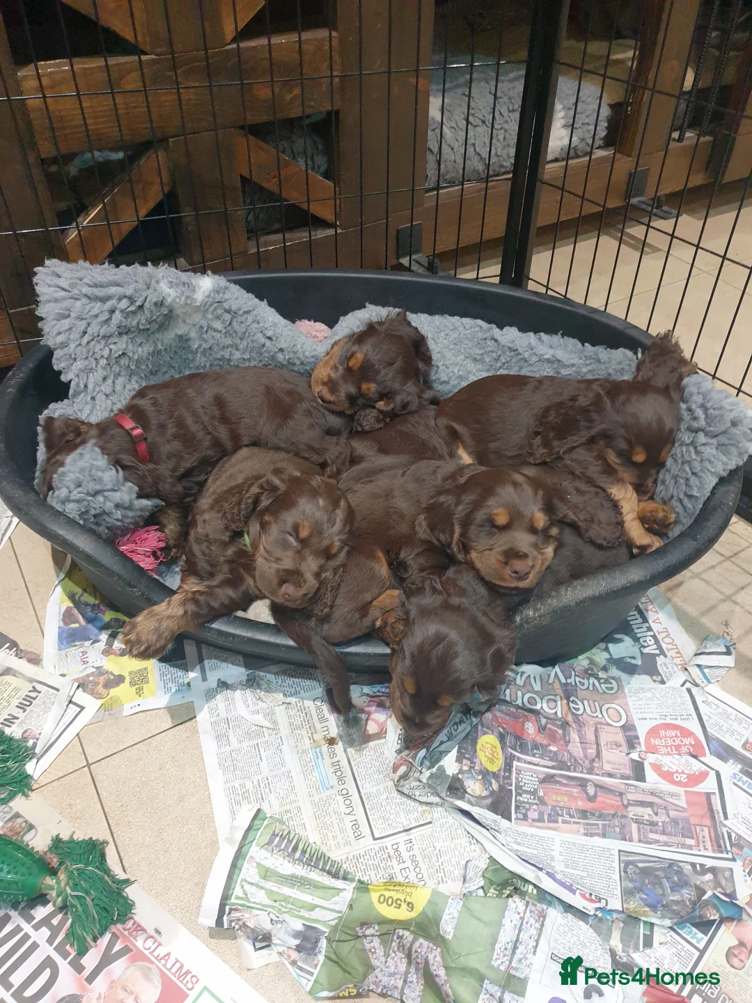 Cocker Spaniel dogs for stud: SHOW COCKER SPANIEL 🐕 health tested stud  in Brentwood - Advert 19