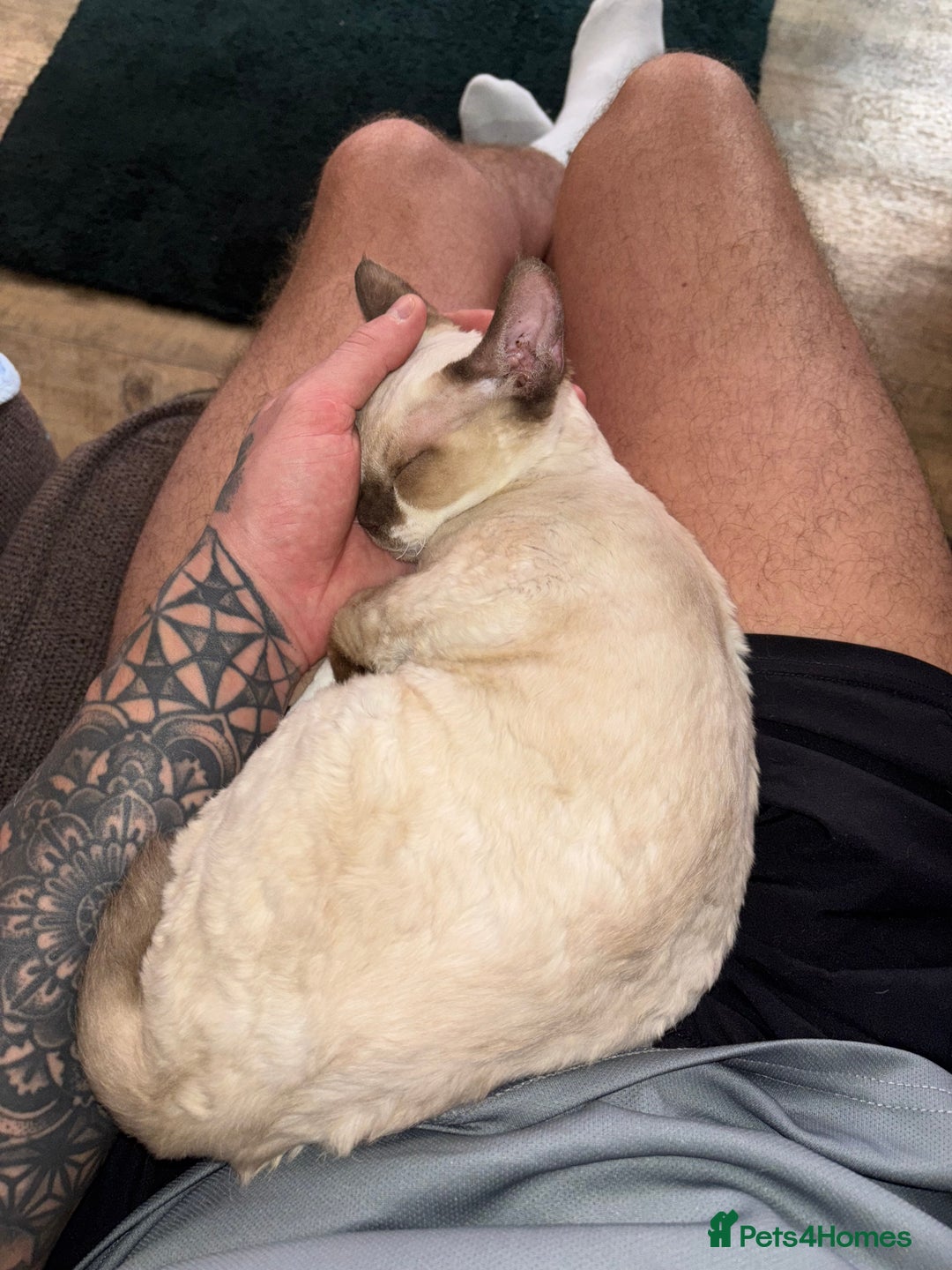 Devon Rex cats for sale: Devon Rex “Chino” - Advert 11