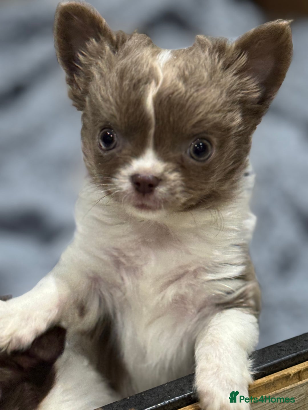 Chihuahua dogs for sale: Tiny long haired chihuahua boy for sale . 💙 - Image 1